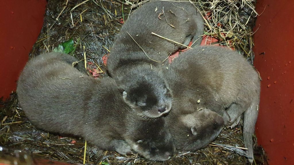 The otter triplets — two females and a male — are about to be named at the Zurich Zoo in Switzerland.  The online effort is accepting only names that begin with V. (Zoo Zurich, Nicole Schnyder/Zenger)