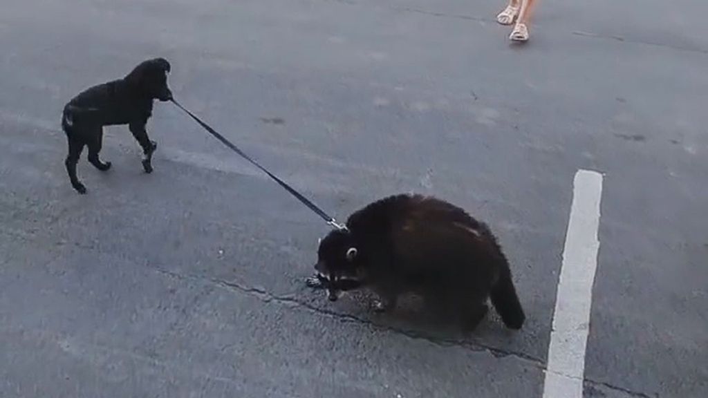 A Russian family's dog walks their pet raccoon, Tornado, who has become a star on Instagram. (@raccoon_tornado/Zenger)