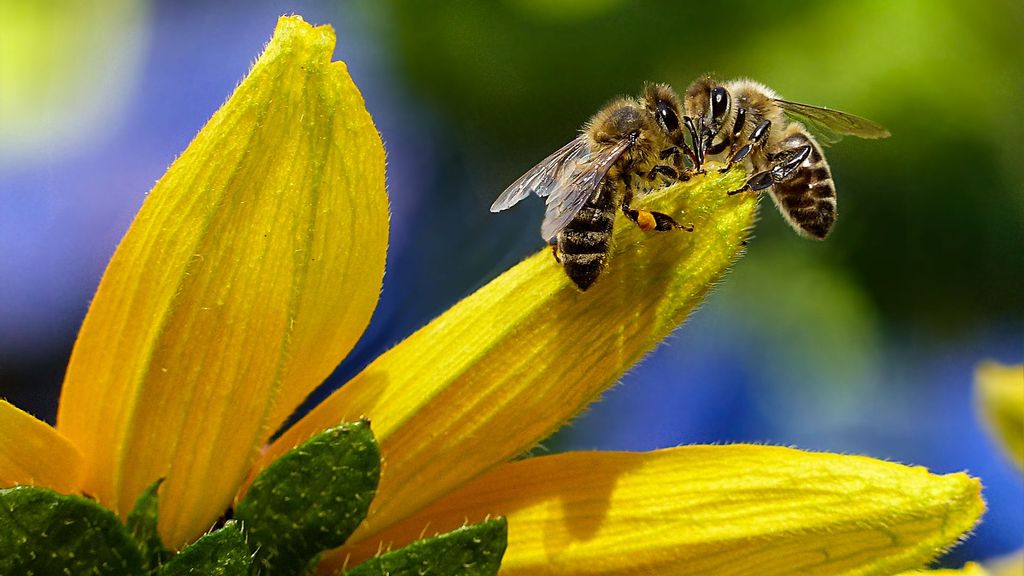 (Representative image) Disappearing habitats and the use of pesticides are driving the loss of pollinator species around the world, posing a threat to ecosystem services that provide food and wellbeing to many millions. (Pixabay/Pexels)