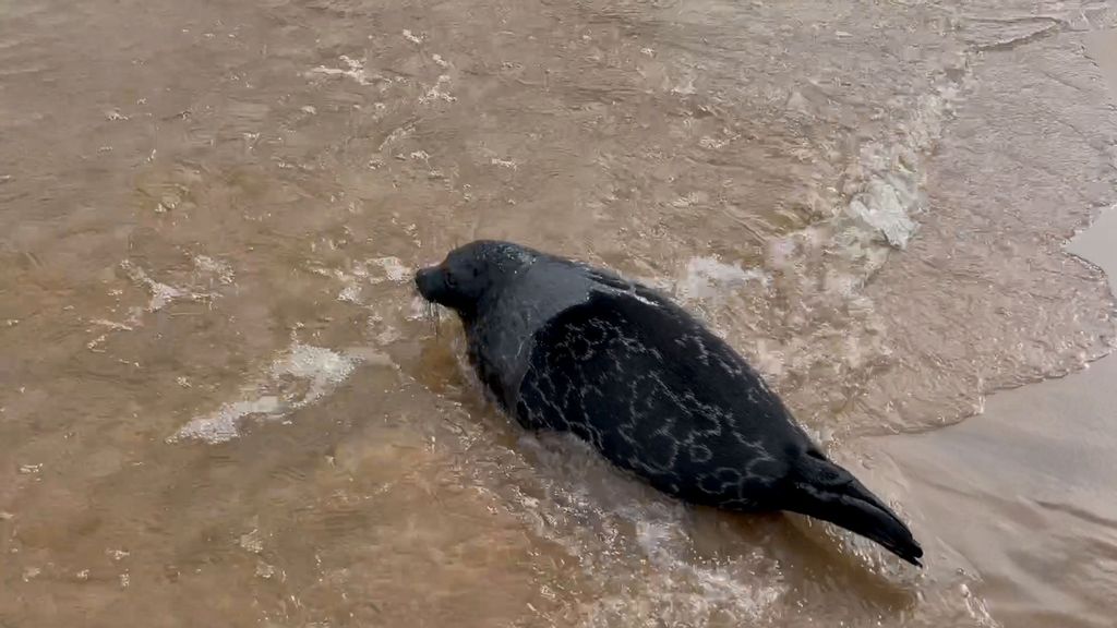 One of the five ringed seals released into Lake Ladoga after being rehabilitated at a Saint Petersburg, Russia, center for marine life. (@vodokanal.peterburg/Zenger)