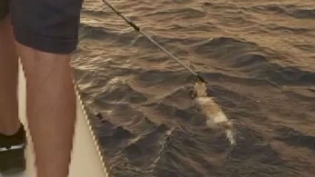 A Turkish Coast Guard member uses a long pole to grab the collar of a dog that jumped in the sea after fleeing wildfires along the coast of Marmaris. (Zenger)