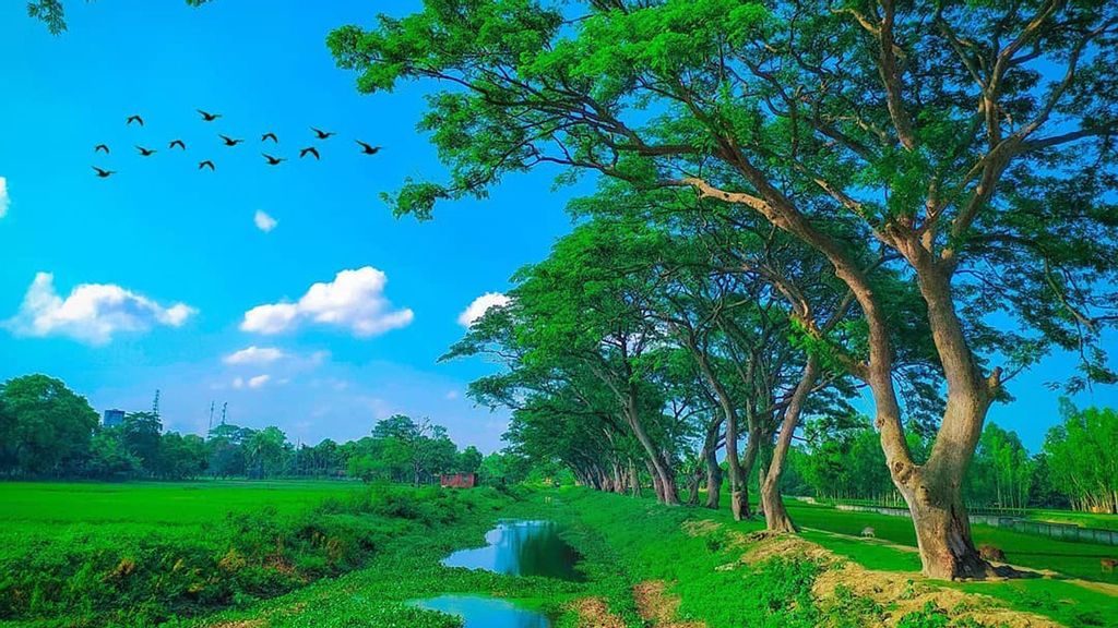 The countryside in Bangladesh, as captured by Sabbir Hossain. He shoots all photos on his phone, rather than a professional camera. (@sabbir_mobigraphy/Zenger News)