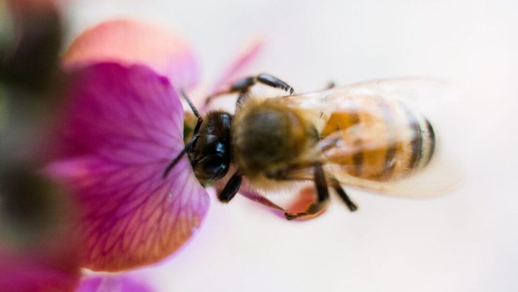 Should bees disappear, large amounts of crops and plant products will be badly affected, endangering mankind’s diet and well-being. (Kelsey Brown/Unsplash)