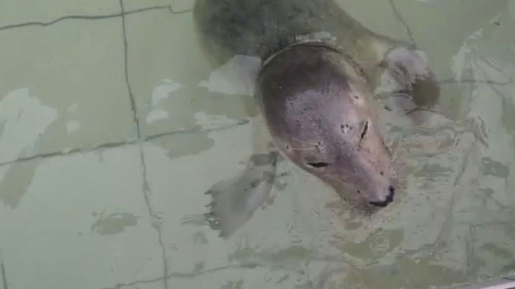 A seal, later named Nylon by rescuers, got caught in a fishing net and was badly injured. He was rescued on a beach in the Dutch Wadden Islands. (Ecomare/Zenger)