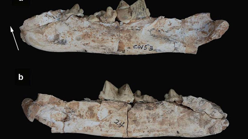 Sabertooth tiger jaws found at the mountain village of Guanghe County, Linxia Basin, in Gansu. (Institute of Vertebrate Paleontology and Paleoanthropology/Zenger)