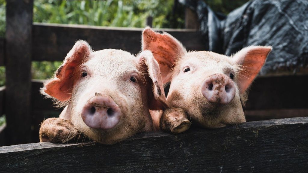 The domestic pig is an excellent potential source of donor organs for humans. (Kenneth Schipper Vera/Unsplash) 