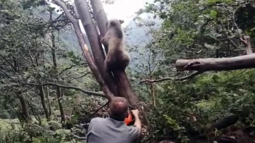 One of the forest rangers works to free a bear cub stuck between two trees in northern Italy. (Provincia autonoma di Trento/Zenger)