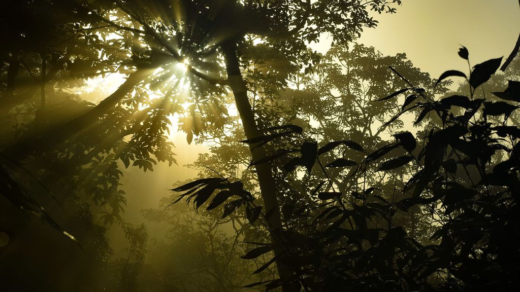 India to restore the global ecosystem embarked upon land conservation measures, adding 3 million hectares of forest area in the past decade to achieve its national commitment of land degradation neutrality. (Vinoth Kumar/Unsplash)