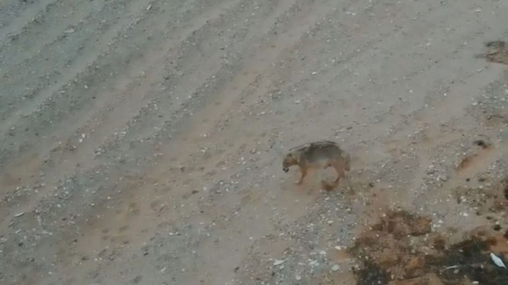 An endangered female red wolf is captured on video by a drone on the Caspian Sea coast in Mangistau, Kazahstan. (@billy_why/Zenger)