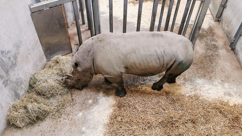 The rhino named Kimba, age 12, who was brought to the Zurich Zoo in Switzerland on Aug. 5. (Zoo Zurich, Sandro Schonbachler/Zenger News)