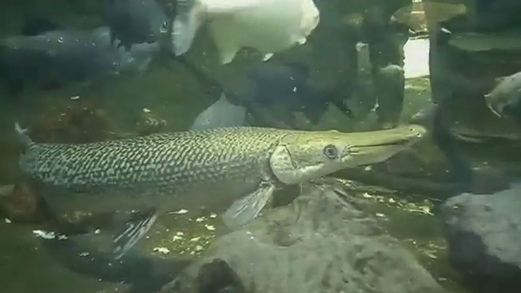 Inspectors from the Israeli Ministry of Agriculture caught a 3.3-foot-long alligator fish found in an ornamental pond in an Israeli shopping mall. (Newsflash/Zenger)