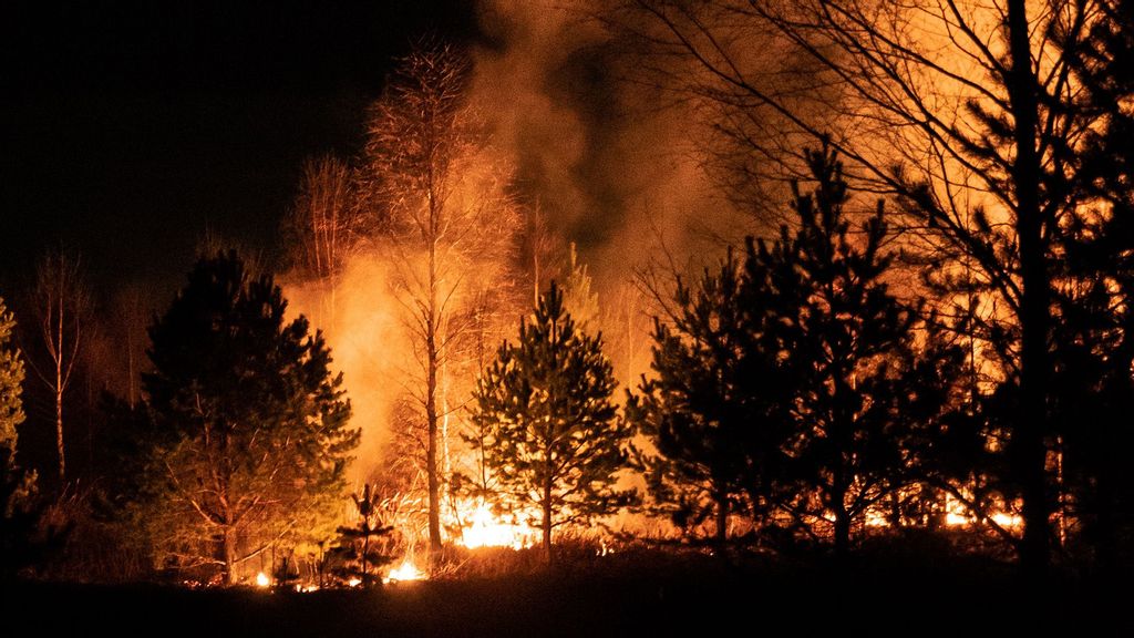 (Representative image) Wildfires erupted simultaneously on Monday overnight across 14 Algerian provinces, killing at least 40 and injuring dozens of others, the ministry said in a statement, which described the fires as caused by criminal act.  (Egor Vikhrev/Unsplash)