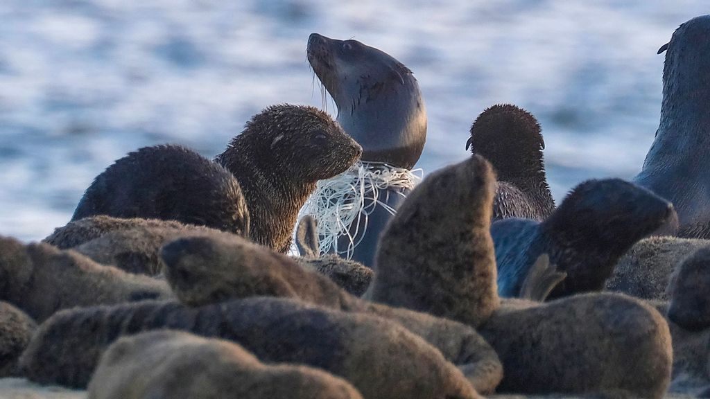 Fishing net is tangled around the neck of A Cape Fur seal. Discarded nets are a major threat to the seal populaton. (Sea Search Namibian Dolphin Project Naude Dreyer/Zenger)