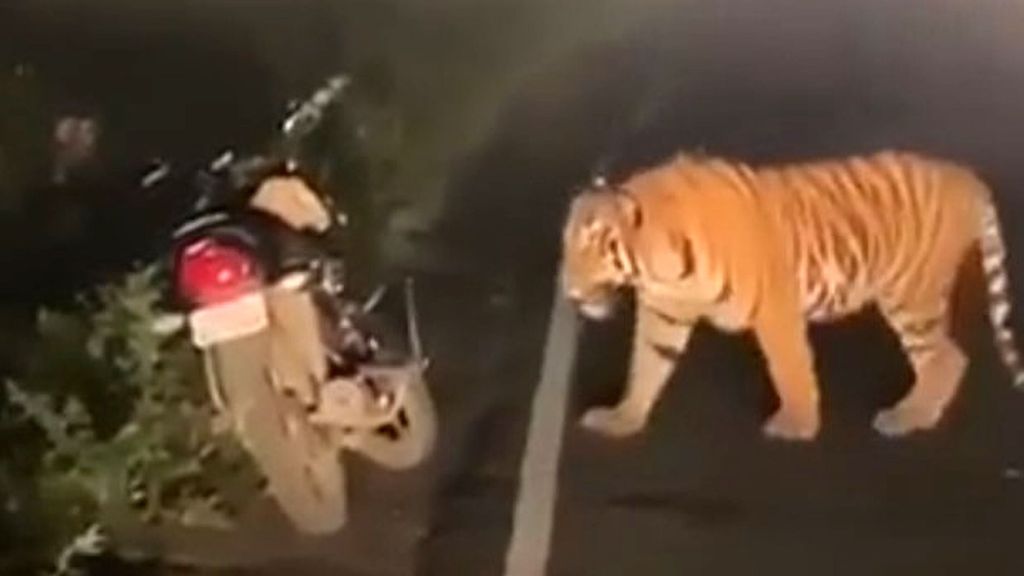 One of two tigers that emerged from a wooded area crosses the highway in western Maharashtra state, India, bringing cars to a halt. (Newsflash/Zenger)