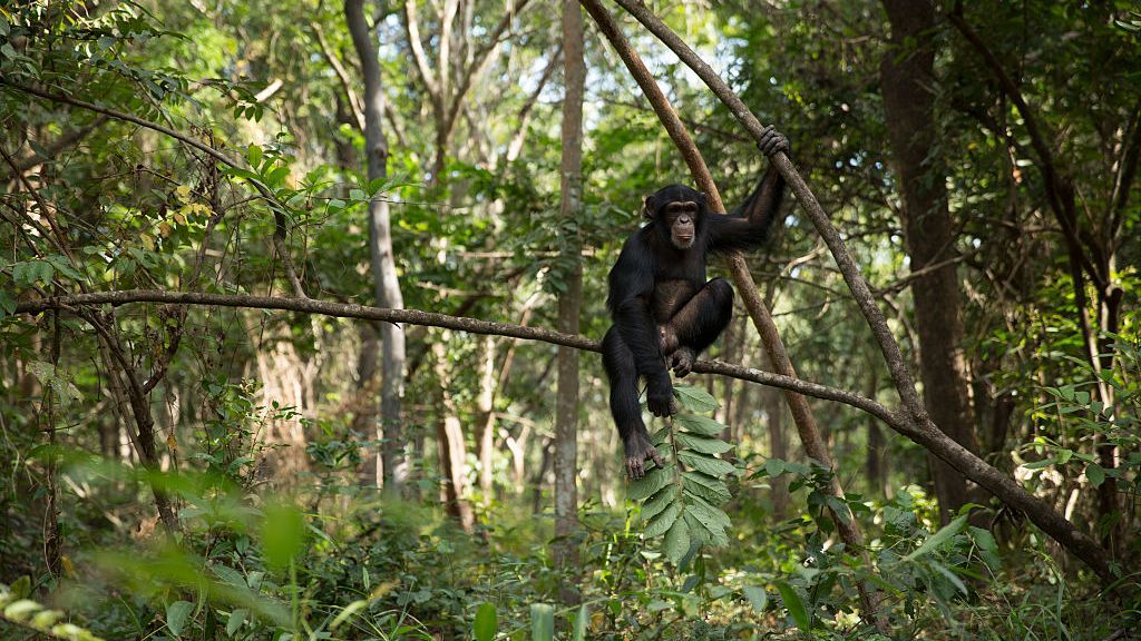 Male chimps who form strong relationships with other males have greater reproductive success, according to a new study, which may help explain friendships and cooperation among humans, too. Pictured, Sam sits in a tree during one of his daily bushwalks at the Chimpanzee Conservation Centre on November 30, 2015 in Somoria, Guinea. (Dan Kitwood/Getty Images)