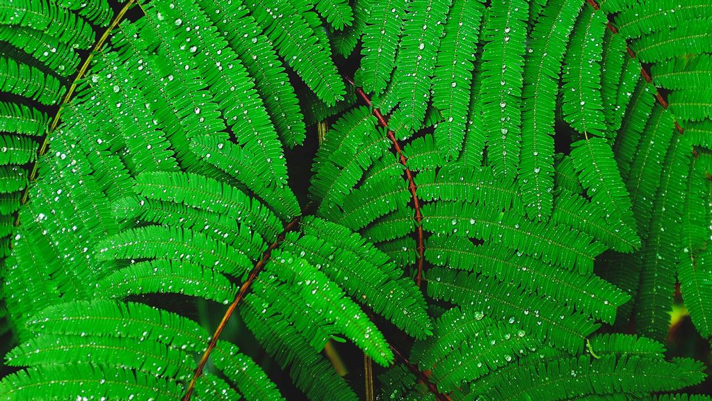 The semi-aquatic tropical fern has recently become the first model for exploring genetic control of development in the fern family and is now helping scientists to unpick the long evolutionary history between the earliest land-living plants (mosses, liverworts, and hornworts) and the modern flowering plants that dominate today's ecosystems. (Luca Bravo/Unsplash)