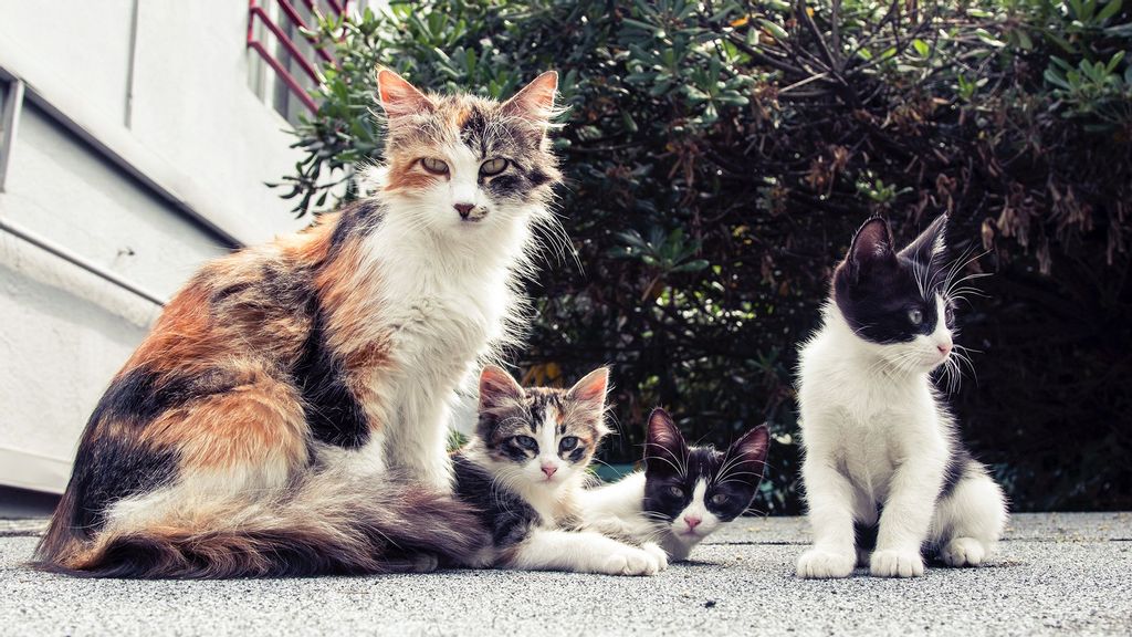 (Representative image) A man in India’s Gujarat is raising over 200 cats in a cathouse he set up in remembrance of his later sister in 2017. (umit ozbek/Pexels)