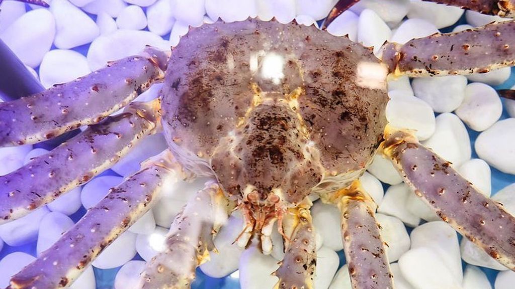 Giant crab Yura, the unofficial symbol of the Saint Petersburg International Economic Forum 2021, has been released into the Barents Sea. (@yura_the_crab/Zenger)