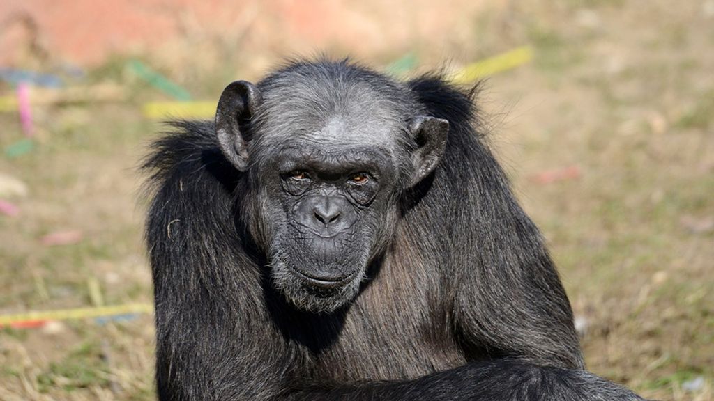 Judy, the oldest chimpanzee in Europe, died at 49 in the Natura Viva Park in Bussolengo, Italy, on Aug. 11. (Parco Natura Viva/Zenger)