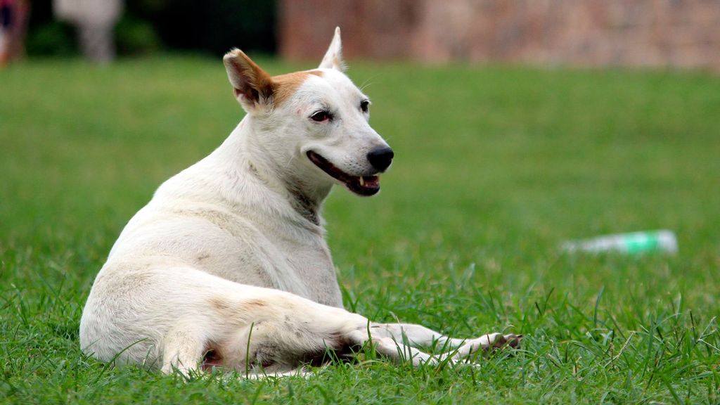 (Representative image) Animal activists of Andhra Pradesh expressed anger over the alleged killing of 300 dogs with poisonous injections by panchayat officials in West Godavari district. (Ravi Sharma/Unsplash)