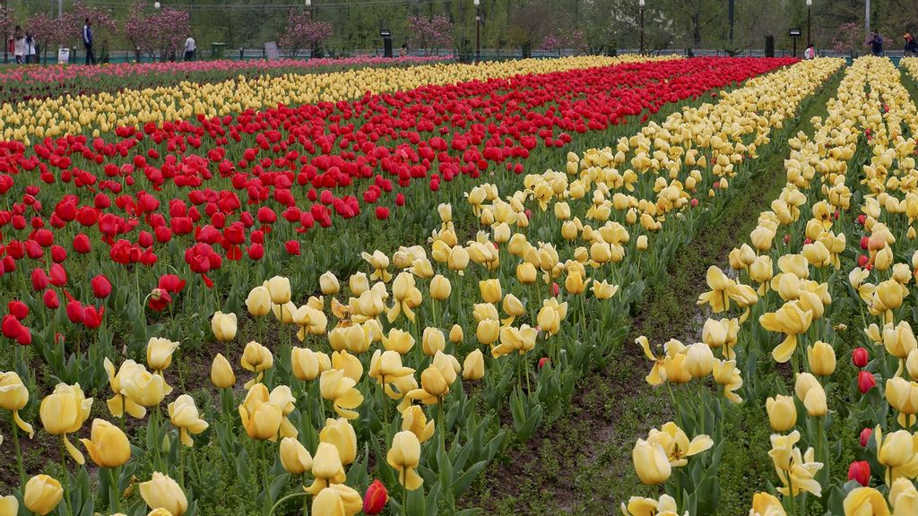 Indira Gandhi Memorial Tulip garden in Srinagar, Jammu And Kashmir. (JyotiPN/Wikimedia (CC BY-SA 4.0))