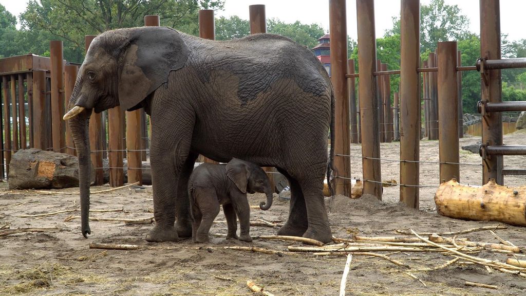 African elephant Duna gave birth to a male calf on Aug. 16 in Ouwehands Zoo in the Netherlands. The zoo is part of a project to protect the endangered species. (Ouwehands Dierenpark Rhenen/Zenger).