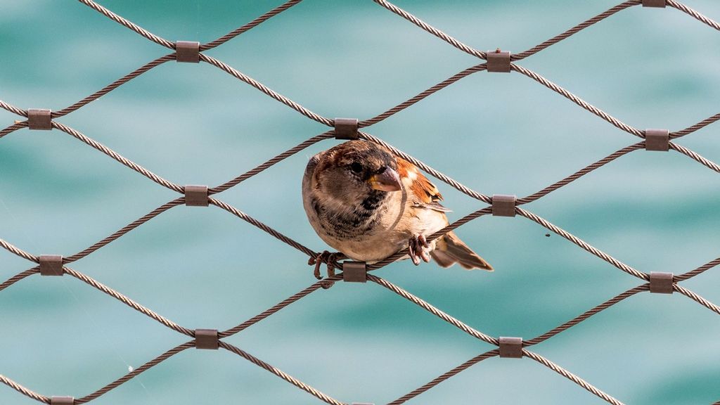 (Representative image) A new study has found that urbanisation homogenises farmland bird communities, filtering out species with certain functional traits, such as insect-eating birds, which are important for pest control. (Bruno Coimbra/Unsplash)