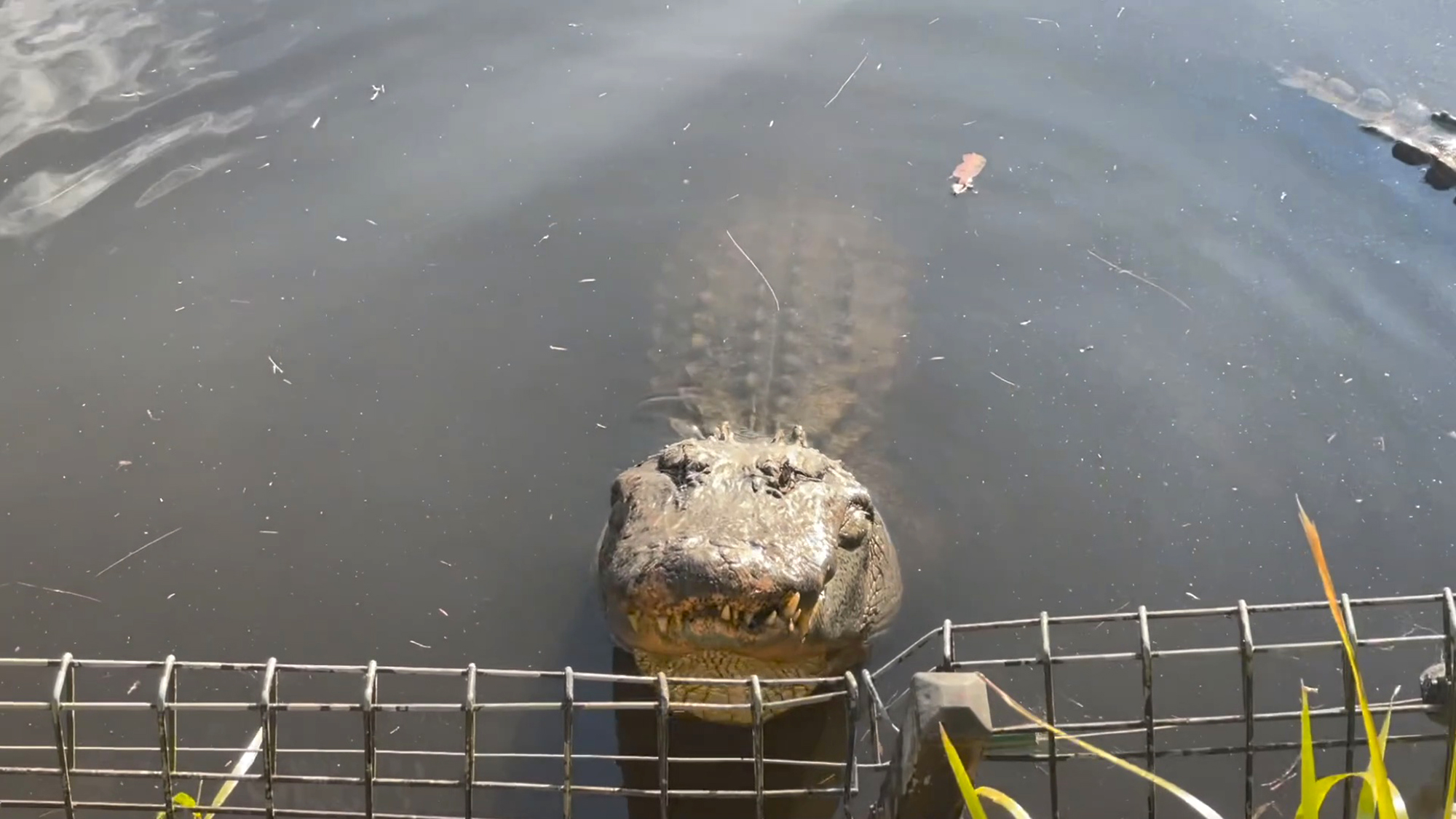 The 20 American alligators at the Australian Reptile Park send out a bellowing mating call. (Australian Reptile Park/Zenger)