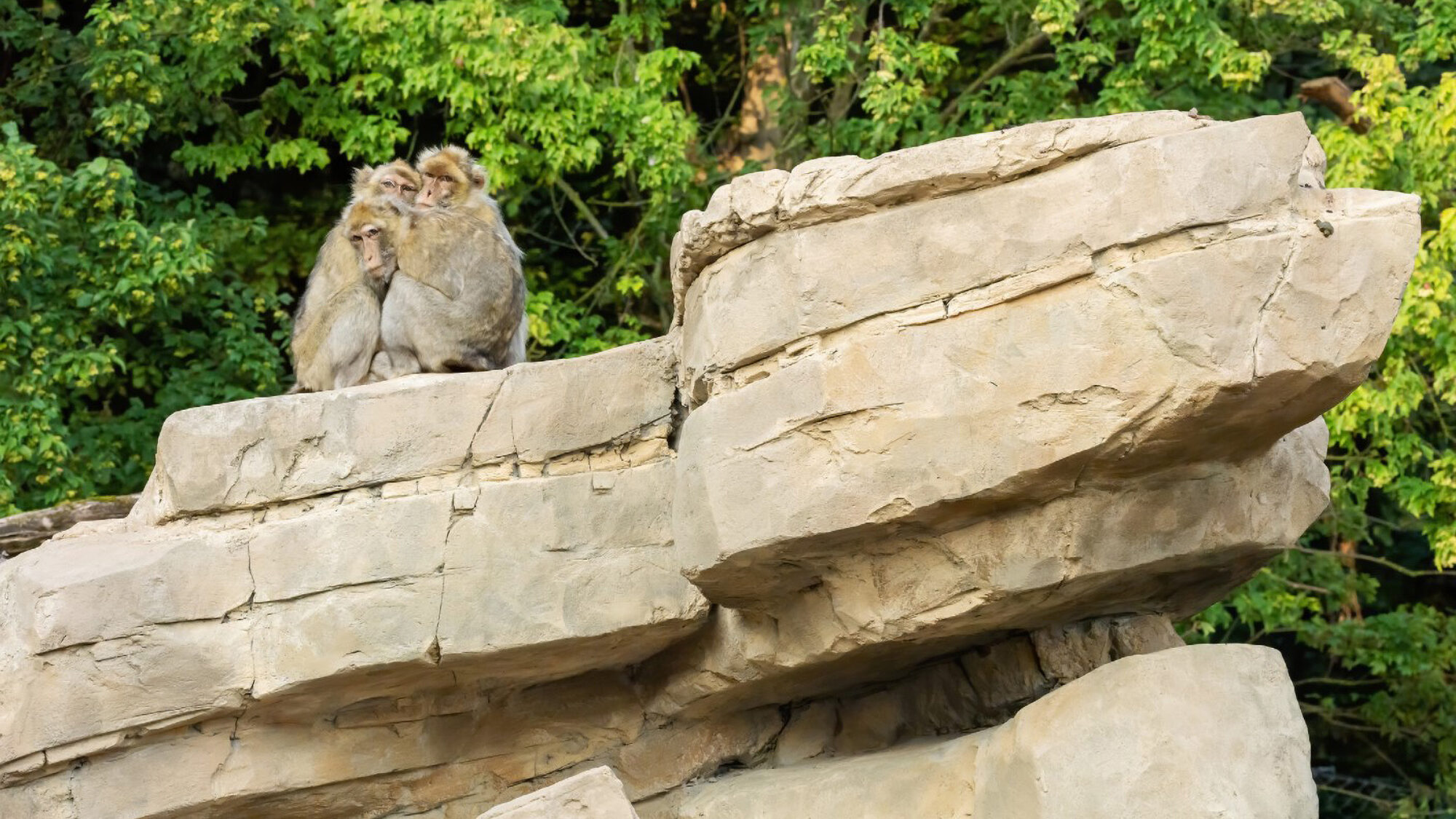 New habitat for Barbary macaques and Barbary sheep at the Schönbrunn Zoo in Vienna allows the collegial animals to live together in a larger natural environment. (Daniel Zupanc/Zenger)