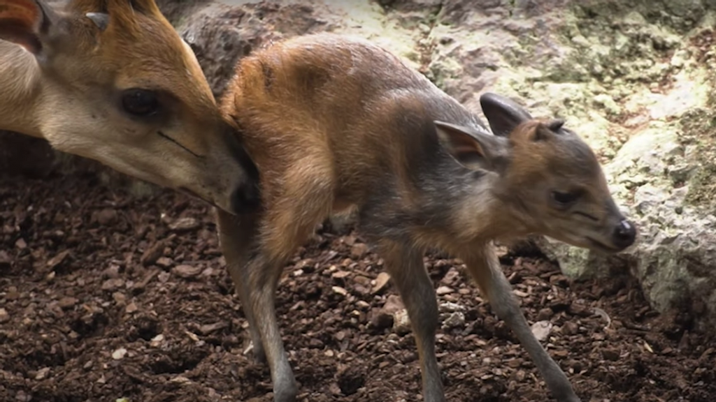 The young antelope stays close to its mother as it becomes familiar with its surroundings in a Spanish zoo. (Bioparc Valencia/Zenger)