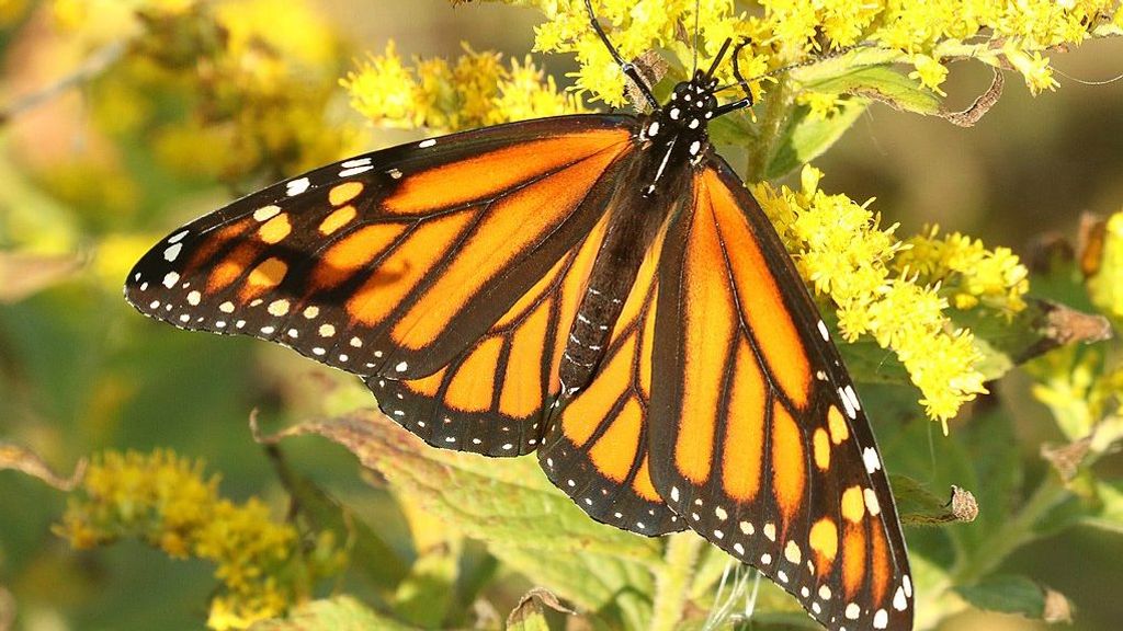 The monarch butterfly is a species of milkweed butterfly. (Alan Schmierer/Flickr)