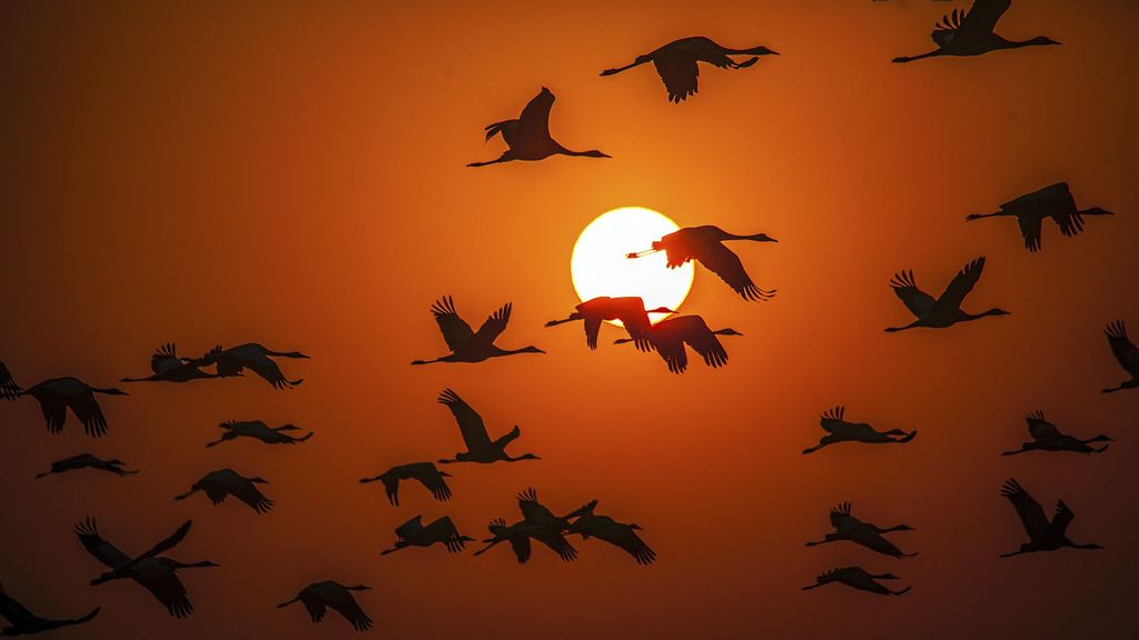 (Representative image) A new research has found the reason behind why bird species across the globe are suffering and dying from a type of malaria. (sandeep damre/Unsplash)