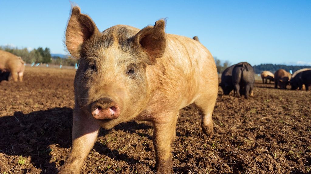 (Representative image) The haemorrhagic disease is harmless to humans but deadly to the pigs, one of China's most important sources of food and a livelihood for tens of millions of the country's farmers. (Steven Weeks/Unsplash)