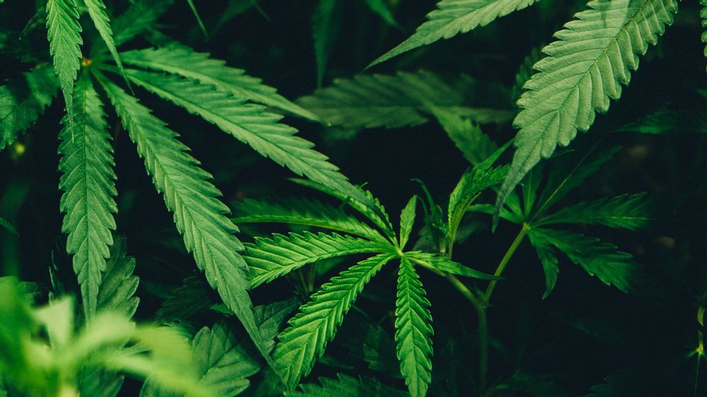 The cannabinoids in products today are found only in the dried flowers of cannabis. The live plant contains the acids that are the precursors to these cannabinoids, says Reshef Swisa, CEO of EPM. (Matthew Brodeur/Unsplash)