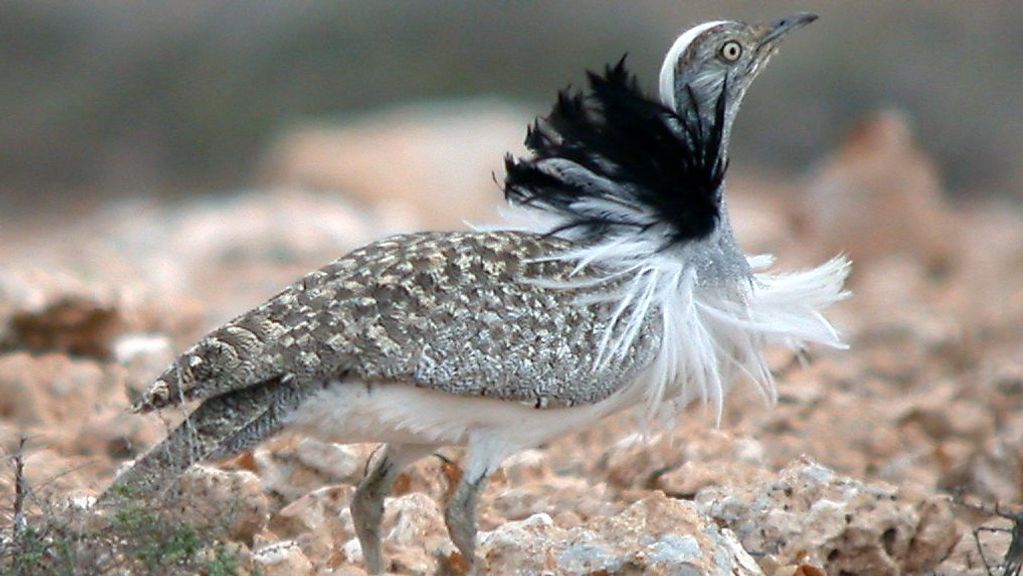 Rangers recently counted over 200 houbaras in southern Israel, a finding that reaffirms their stable levels in the area. (Wikimedia Commons)