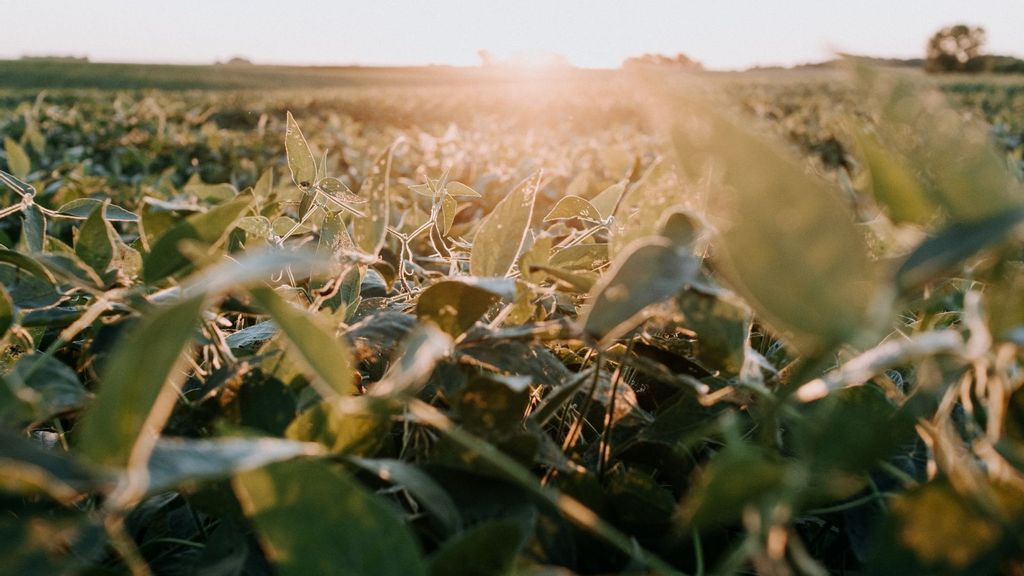 BetterSeeds plans on editing the genes of commodity crops to increase their availability and success. (Kelly Sikkema/Unsplash)