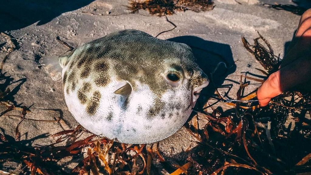 Blowfish caught by Mackenzie Sapier. He photographs his catch and then returns it to the sea in most instances. (@mackenziesapier/Zenger)