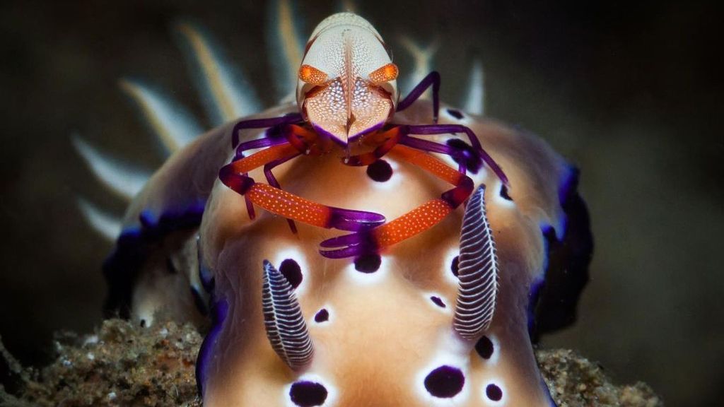 The symbiotic relationship between a nudibranch and an emperor shrimp in waters off the Philippines is captured by Mark Bradiola. (@underwatermojo/Zenger)