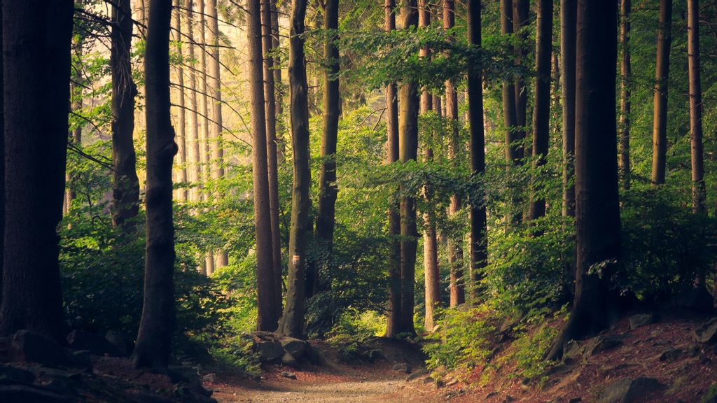 Trees in Israel are faring much better than in the rest of the world. (Lukasz Szmigiel/Unsplash)