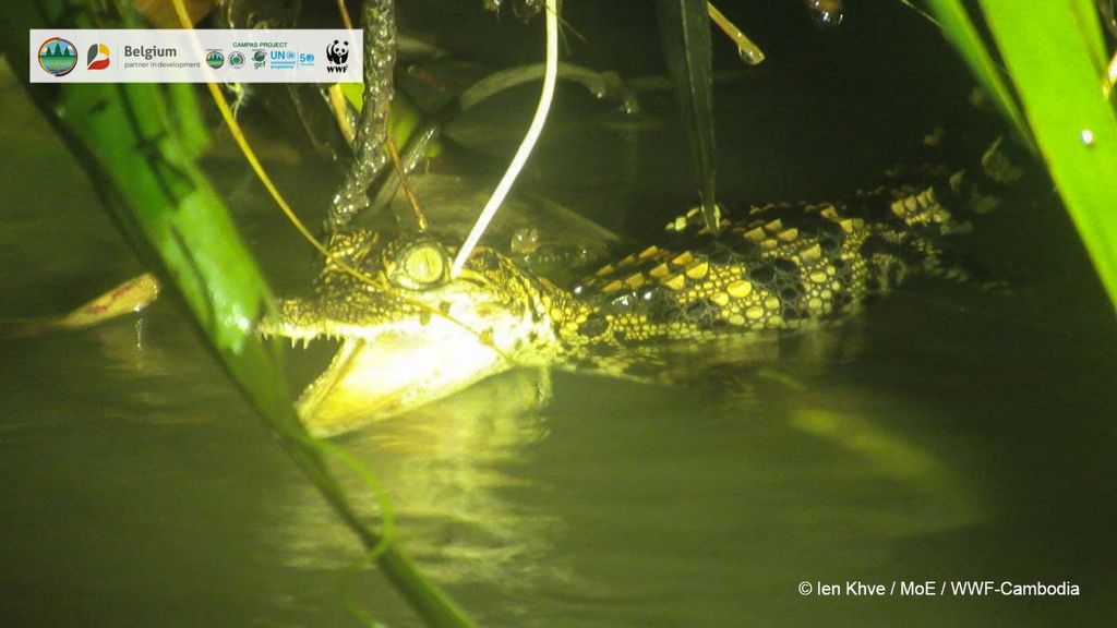 Un cocodrilo siamés, especie extremadamente rara, capturado en vídeo en el área silvestre de Srepok, Camboya, durante el año en curso. (Ien Khve, Ministerio de Educación, WWF-Camboya/Zenger)