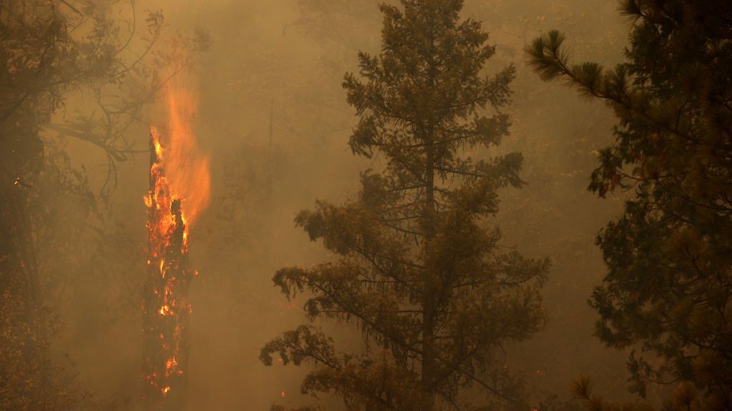 A tree burns as the Dixie Fire moves through the area on July 26, 2021, near Quincy, California. The Dixie Fire, which began on July 14 and is still active, has so far burned 922,507 acres and destroyed more than 1,000 structures, according to Cal Fire. (Justin Sullivan/Getty Images)