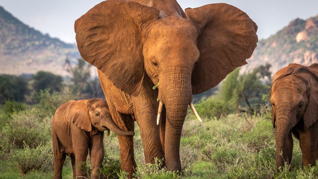 Mother elephant with her calf in the Samburu National Reserve, northern Kenya. (Robbie Labanowski, Save The Elephants/Zenger)