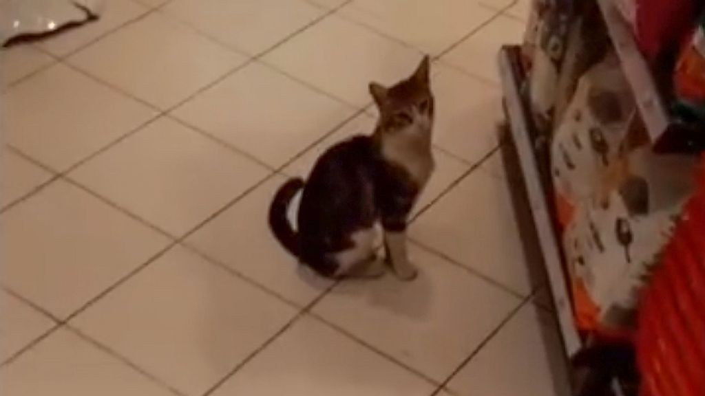 El gatito espera frente al anaquel de comida para gatos. Los clientes de la tienda de Estambul han quedado cautivados con el gatito y, a menudo, le compran alimento. (@ozanngoksu/Zenger)