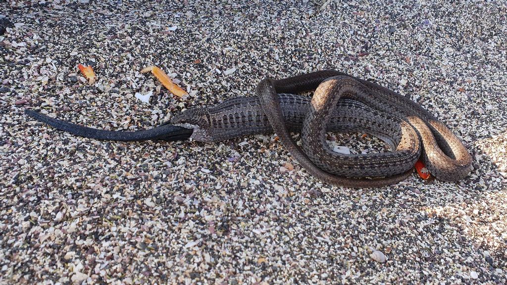 A Western Galapagos Racer (Pseudalsophis occidentalis) exhibits cannibalistic behavior ​on Fernandina Island of the Galapagos Islands. (Luis Ortiz-Catedral/Zenger)