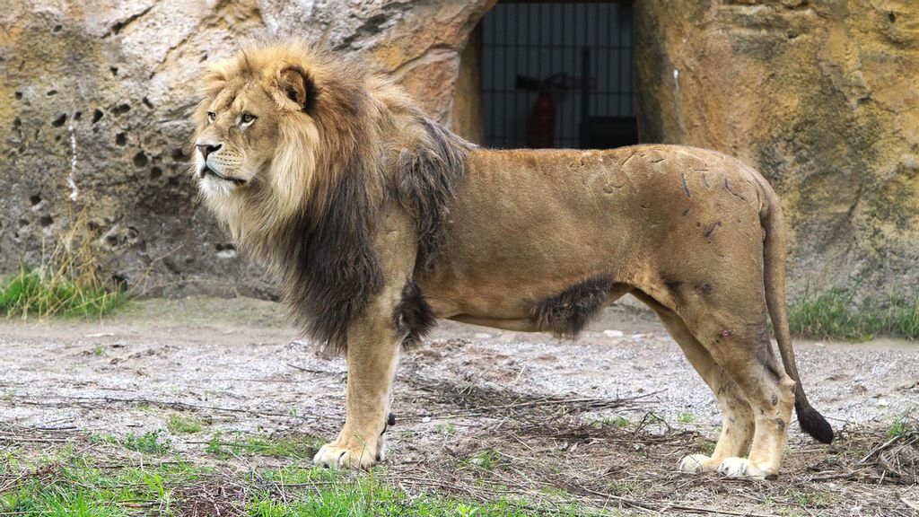 The lion known as Massino had a claw in his left eye for several days before a Wuppertal Zoo vet removed it. (Grune Zoo Wuppertal/Zenger)