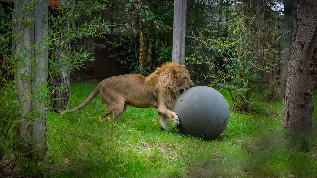 Simba, the lion rescued from abusive conditions in Romania, reached the Felida Big Cat Sanctuary in Netherlands in October. (Four Paws, Bogdan Baraghin/Zenger)