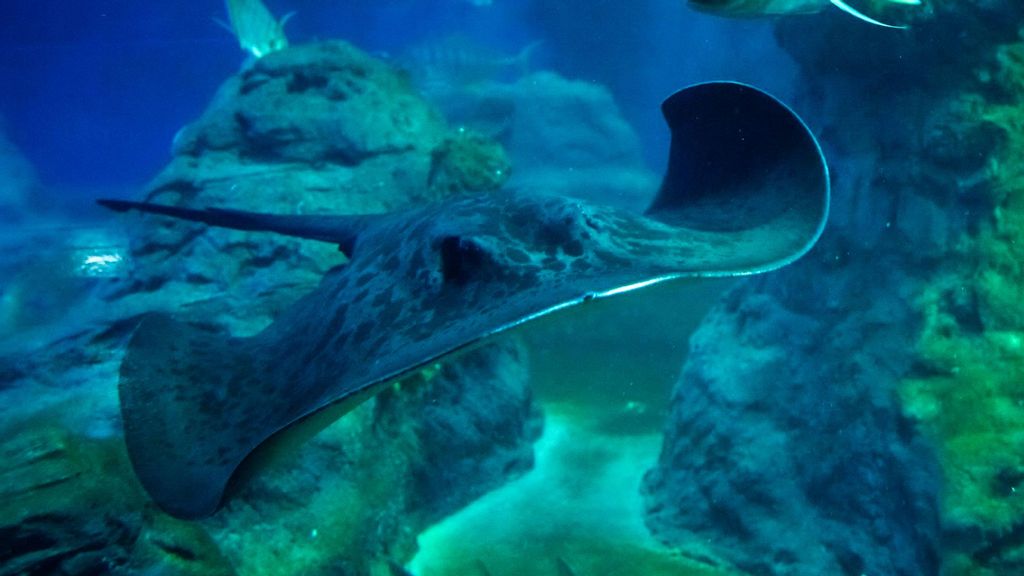 An adult round ribbontail ray in the Wroclaw Zoo in Poland.  (Wroclaw Zoo/Zenger)